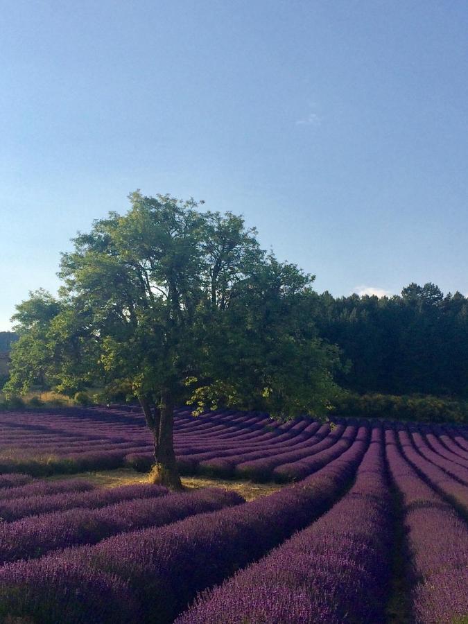 La Maison D'Alice โซลต์-เดอ-โวคลูซ ภายนอก รูปภาพ